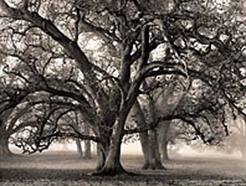 Ansel Adams.jpg